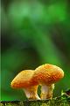 flore 3_10_09 n01bis